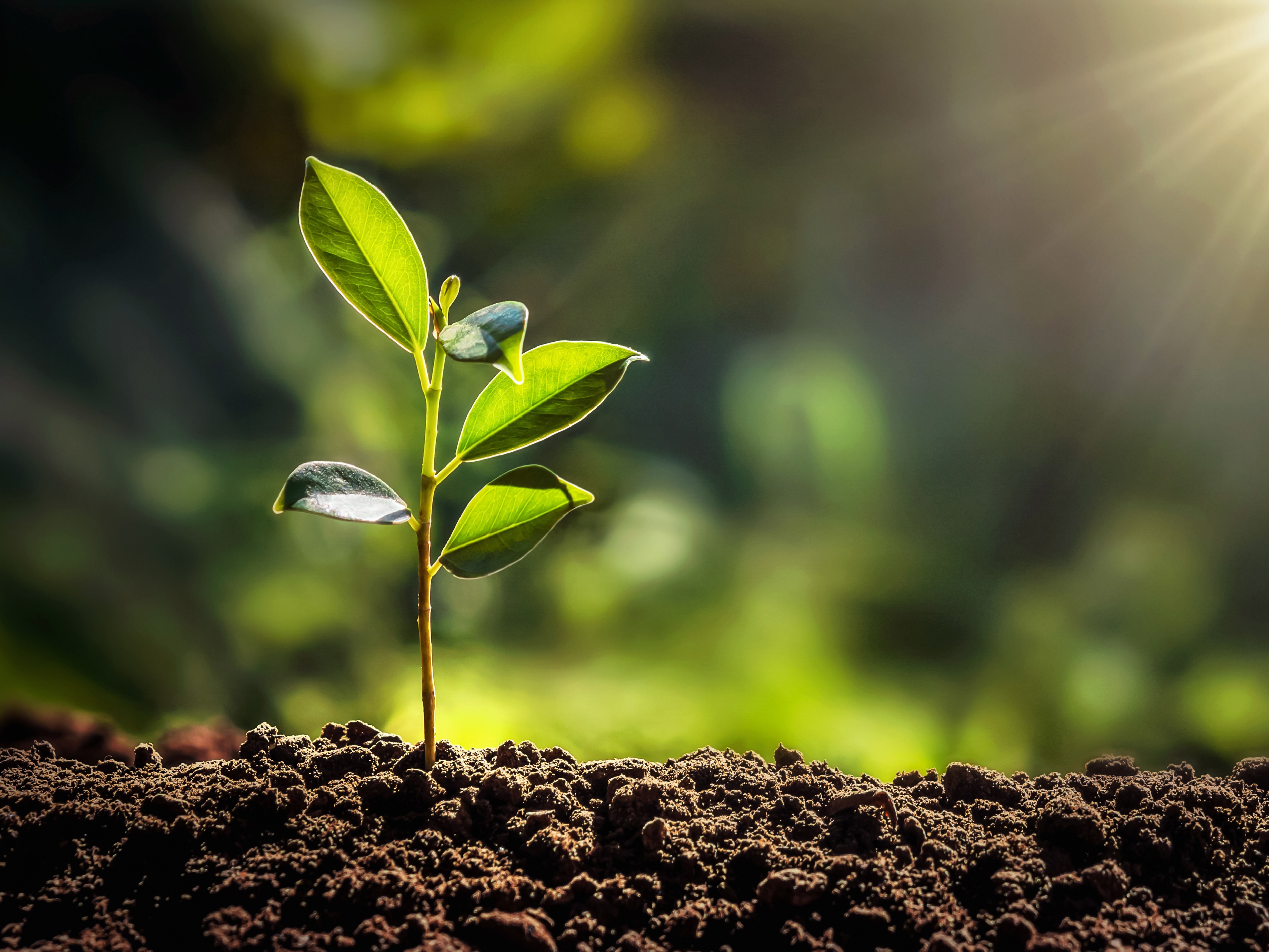 Apply to the 2026 Scholarship of Teaching and Learning (SoTL) Call for Proposals