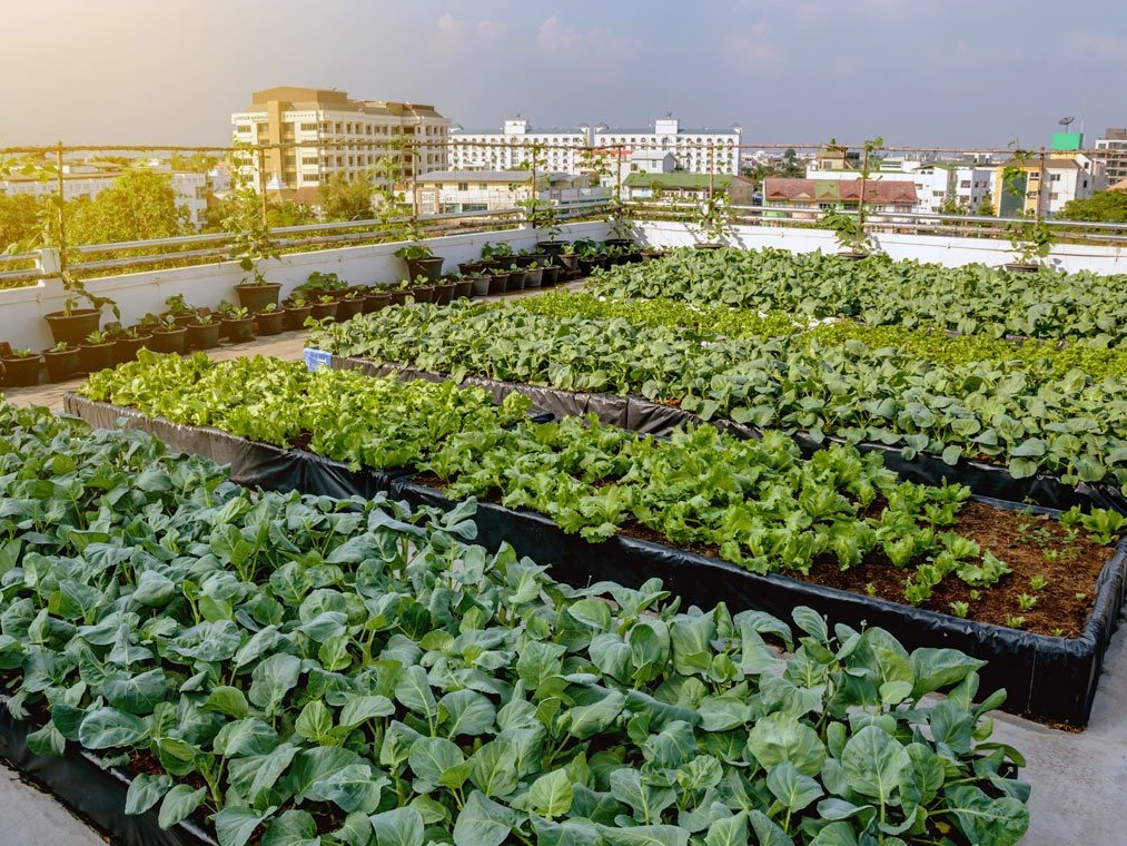Seneca awarded $360,000 for applied research benefiting urban farmers