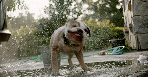 a GIF of a dog shaking water off