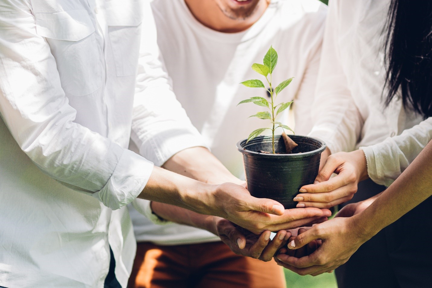 Group of volunteers hands planting tree seedling in park. World environment day and sustainable resource, volunteer charity work concept. Source: Adobe Stock, 2023.