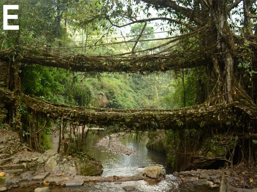 A picture of a living root bridge in India.