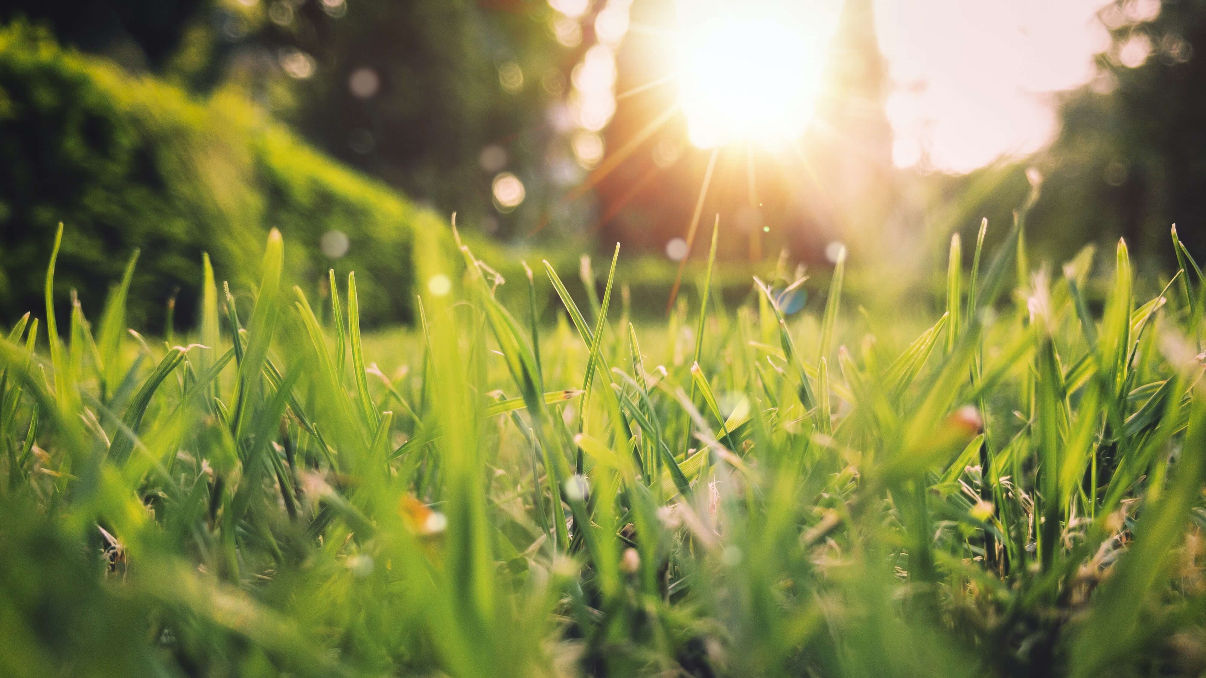 A close-up image of grass, slightly dewy, with the sun shining on it