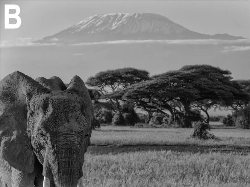 A picture from Tanzania, highlighting Mount Kilimanjaro in the background.