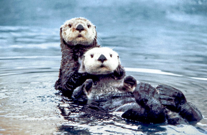 Two otters swiming together with one appearing to support the other.